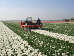 Topping Tulip Gwen